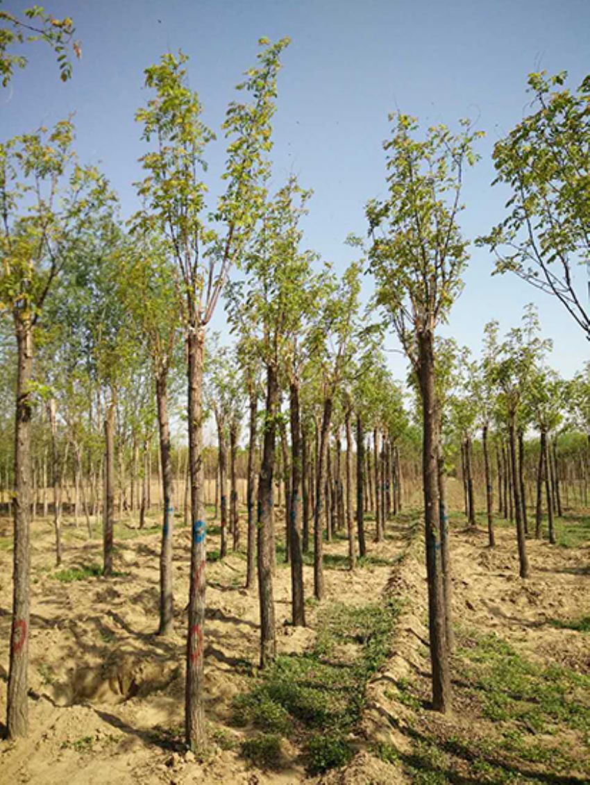 點(diǎn)擊查看詳細(xì)信息<br>標(biāo)題：香花槐 閱讀次數(shù)：3556