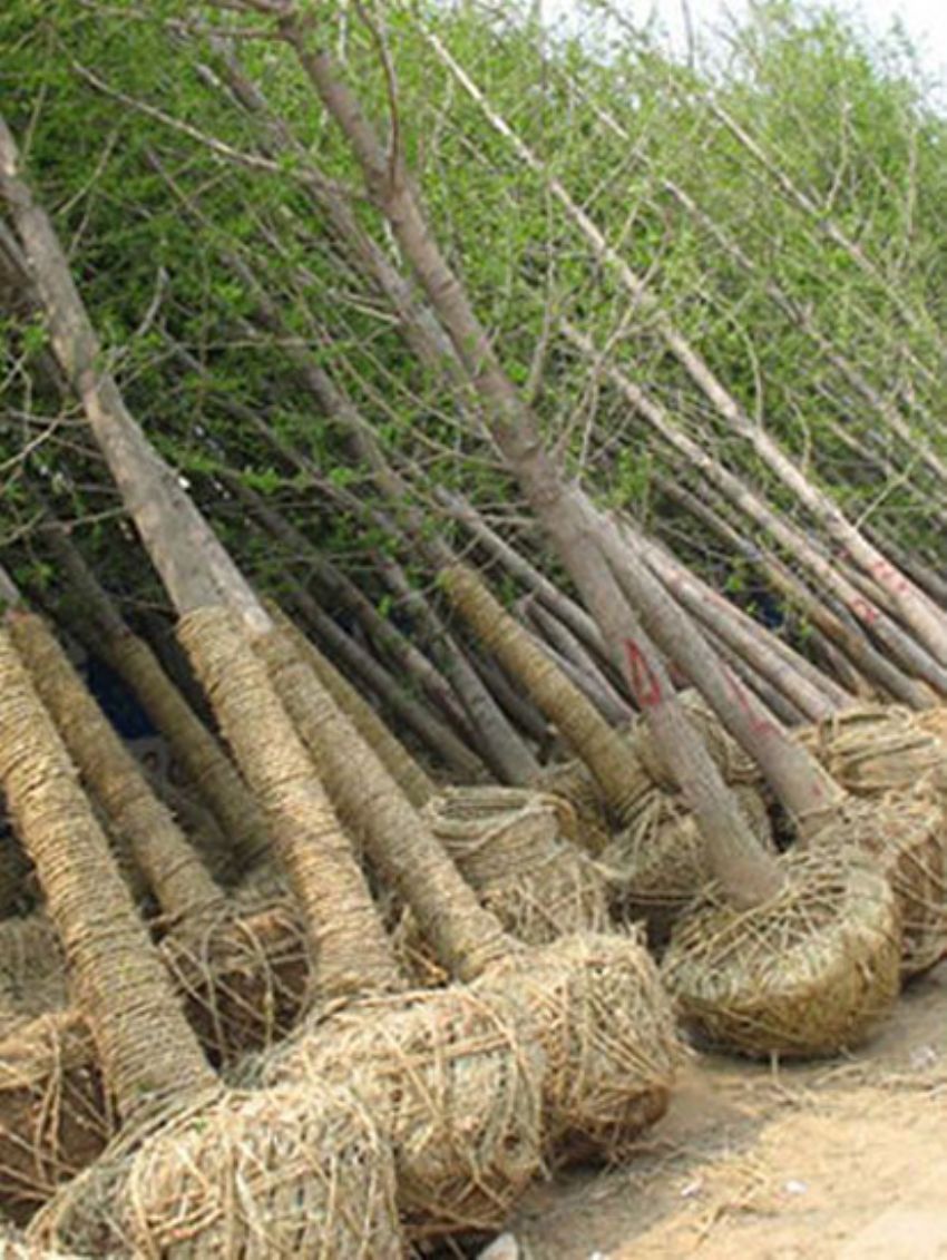 點(diǎn)擊查看詳細(xì)信息<br>標(biāo)題：銀杏 閱讀次數(shù)：3449