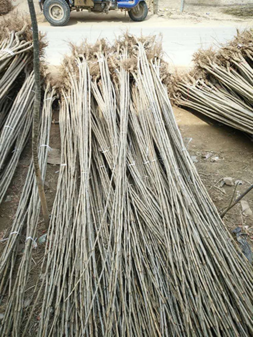 點(diǎn)擊查看詳細(xì)信息<br>標(biāo)題：楊樹(shù)苗 閱讀次數(shù)：3215