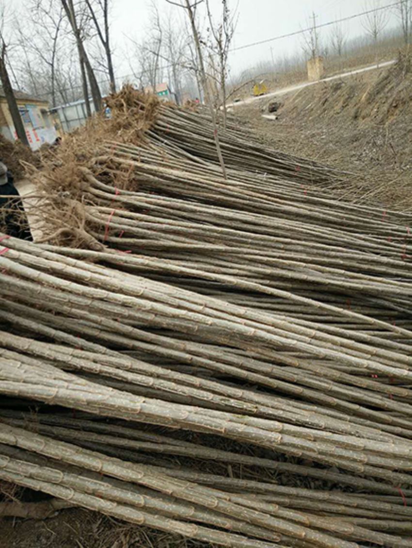 點(diǎn)擊查看詳細(xì)信息<br>標(biāo)題：楊樹(shù)苗 閱讀次數(shù)：3399