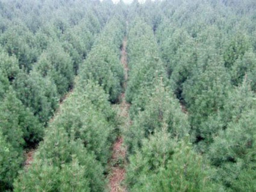 點(diǎn)擊查看詳細(xì)信息<br>標(biāo)題：雪松 閱讀次數(shù)：3196