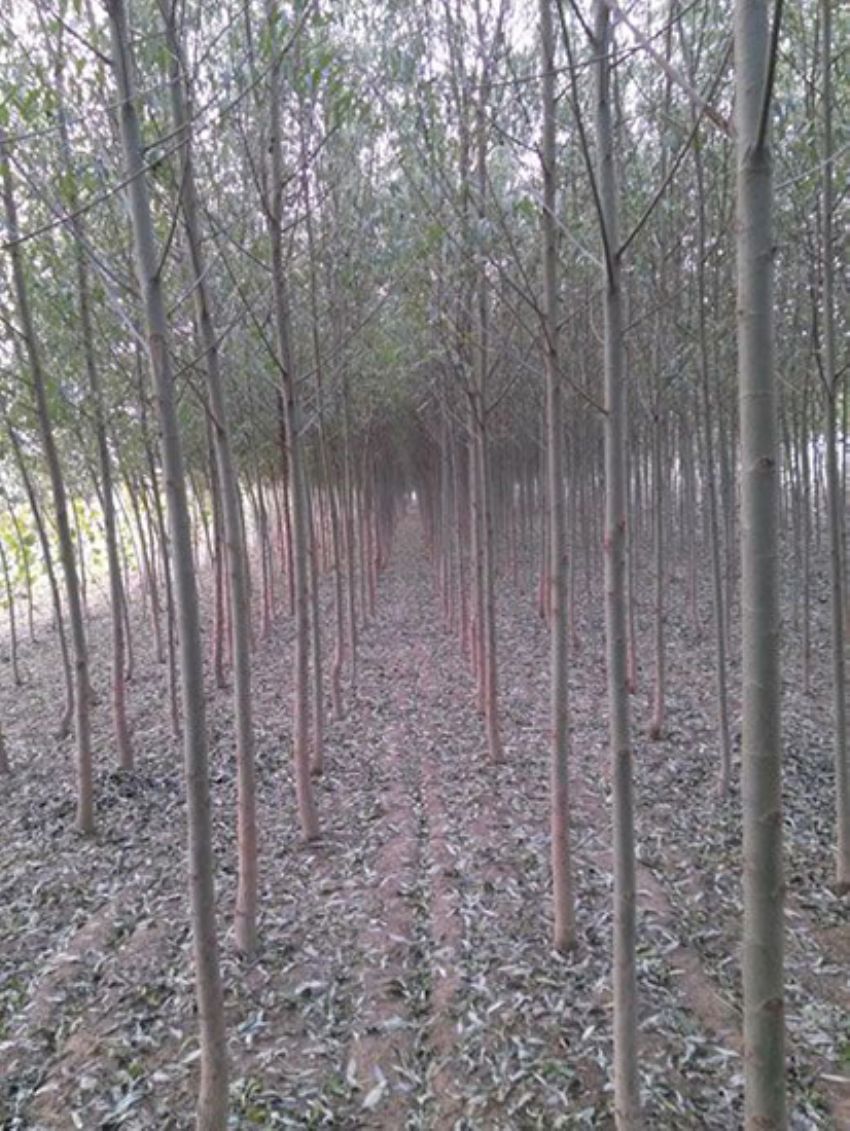 點(diǎn)擊查看詳細(xì)信息<br>標(biāo)題：速生楊 閱讀次數(shù)：3381