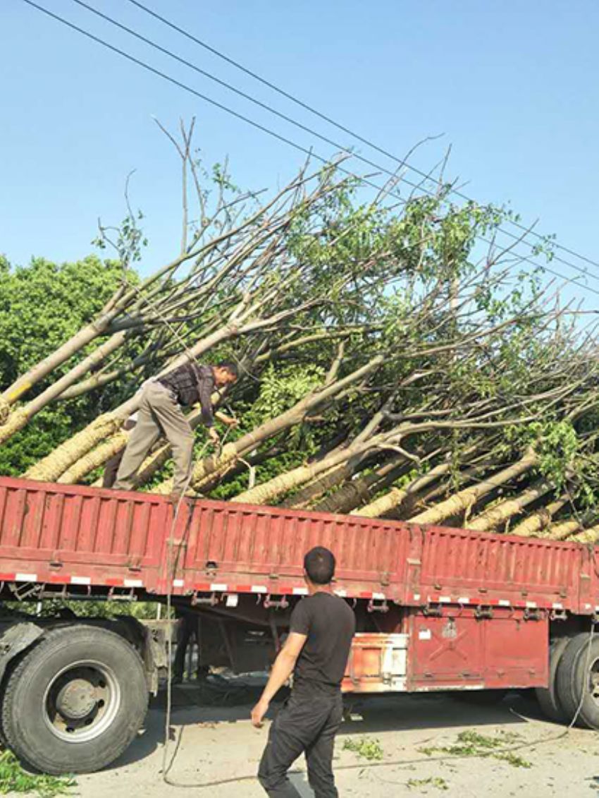 點(diǎn)擊查看詳細(xì)信息<br>標(biāo)題：欒樹(shù) 閱讀次數(shù)：3106