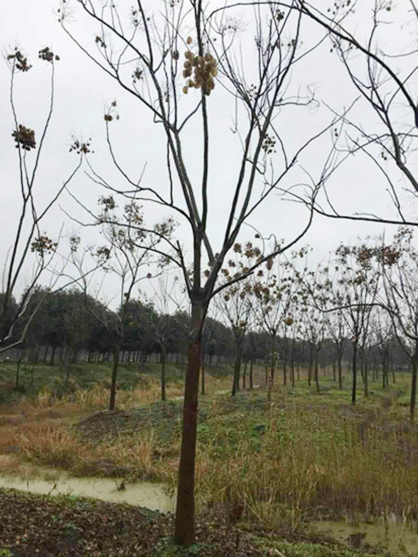 點擊查看詳細信息<br>標題：欒樹 閱讀次數：2201