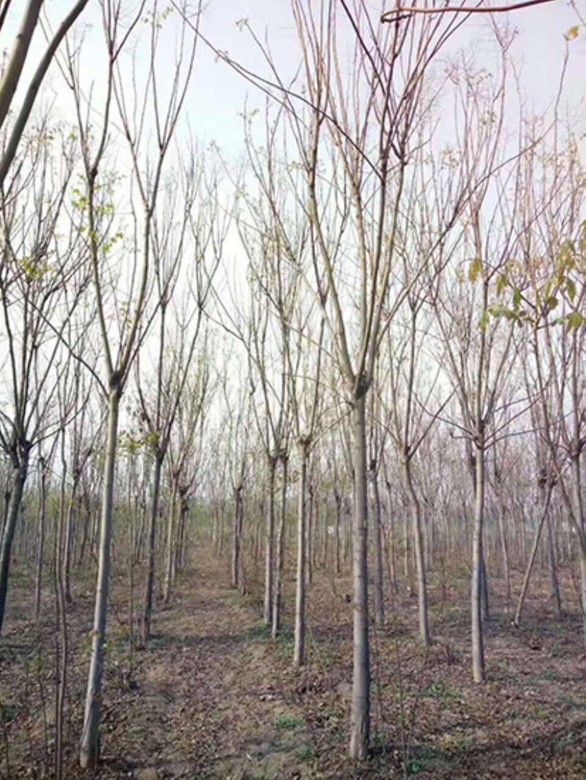 點擊查看詳細信息<br>標題：欒樹 閱讀次數：1910