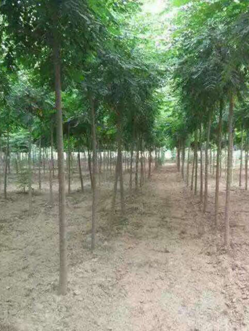 點(diǎn)擊查看詳細(xì)信息<br>標(biāo)題：欒樹(shù) 閱讀次數(shù)：3181