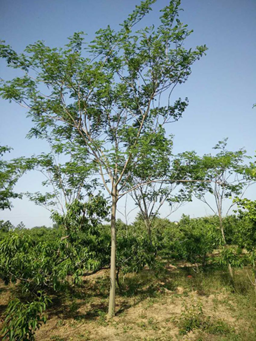 點(diǎn)擊查看詳細(xì)信息<br>標(biāo)題：合歡 閱讀次數(shù)：3293