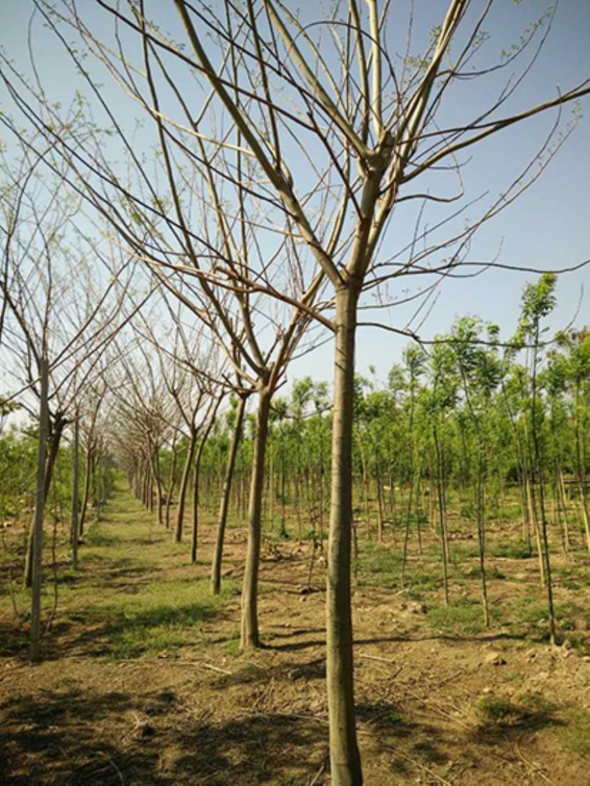 點(diǎn)擊查看詳細(xì)信息<br>標(biāo)題：合歡 閱讀次數(shù)：3246