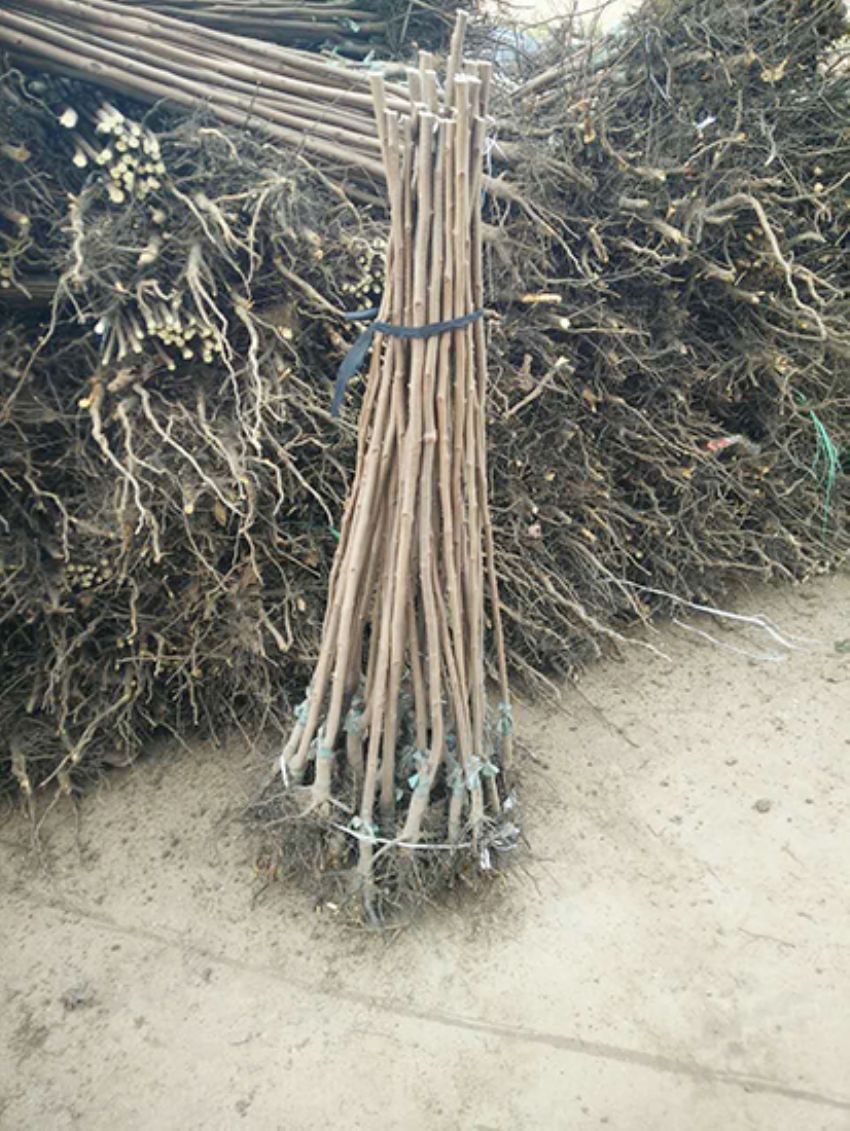 點(diǎn)擊查看詳細(xì)信息<br>標(biāo)題：果樹(shù)-柿子樹(shù) 閱讀次數(shù)：3291