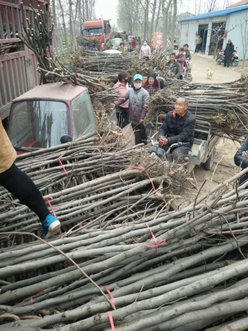 點(diǎn)擊查看詳細(xì)信息<br>標(biāo)題：果樹(shù)-柿子樹(shù) 閱讀次數(shù)：3356