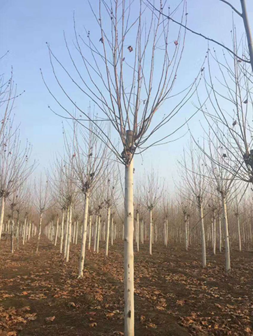 點(diǎn)擊查看詳細(xì)信息<br>標(biāo)題：法桐 閱讀次數(shù)：3145