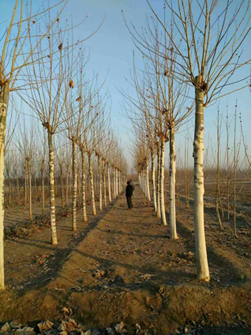 點(diǎn)擊查看詳細(xì)信息<br>標(biāo)題：法桐 閱讀次數(shù)：3130