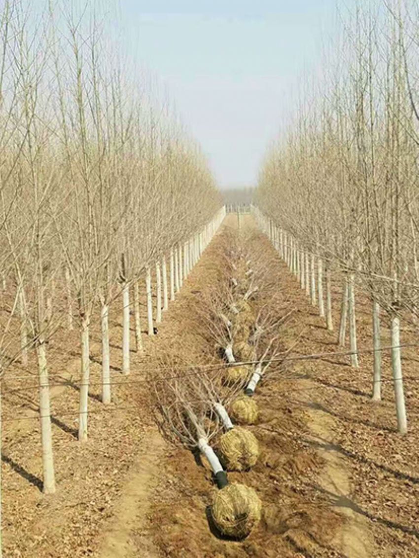 點(diǎn)擊查看詳細(xì)信息<br>標(biāo)題：法桐 閱讀次數(shù)：3232