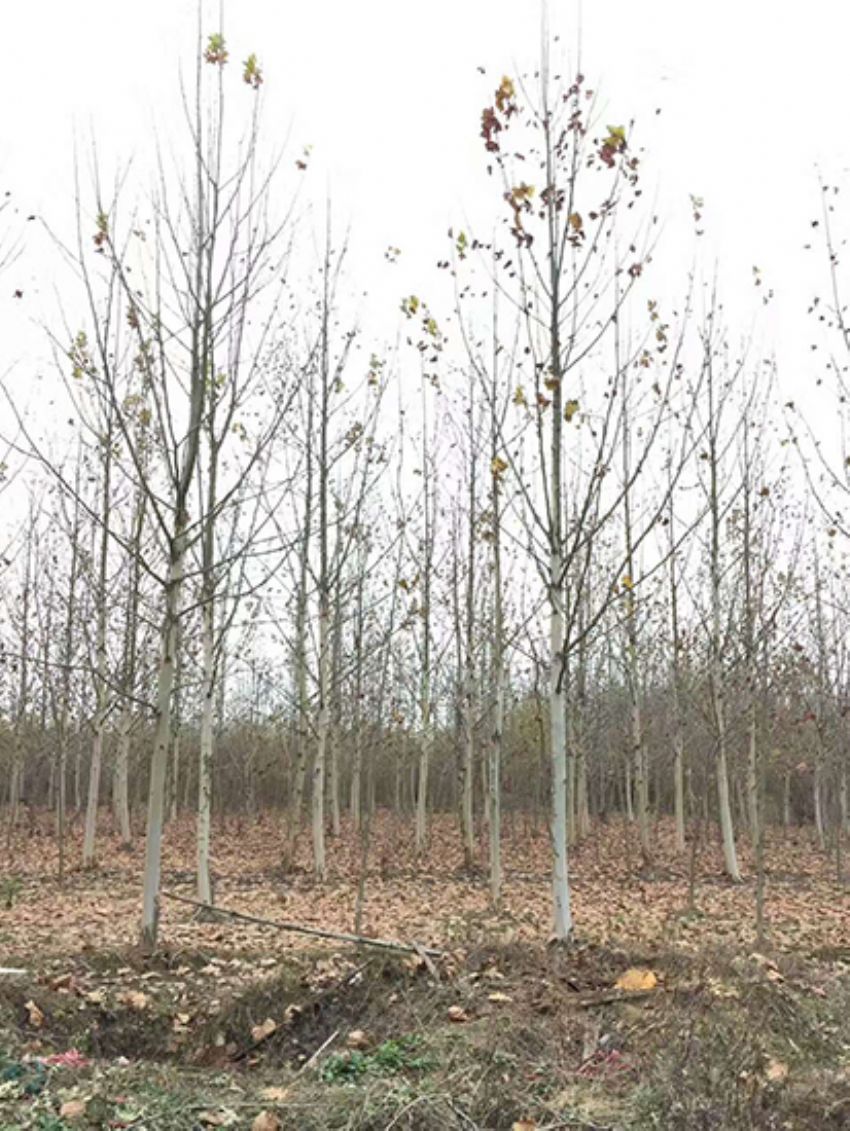 點(diǎn)擊查看詳細(xì)信息<br>標(biāo)題：法桐 閱讀次數(shù)：3551