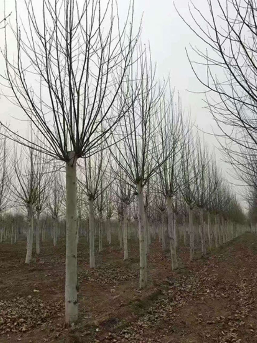 點(diǎn)擊查看詳細(xì)信息<br>標(biāo)題：法桐 閱讀次數(shù)：3224