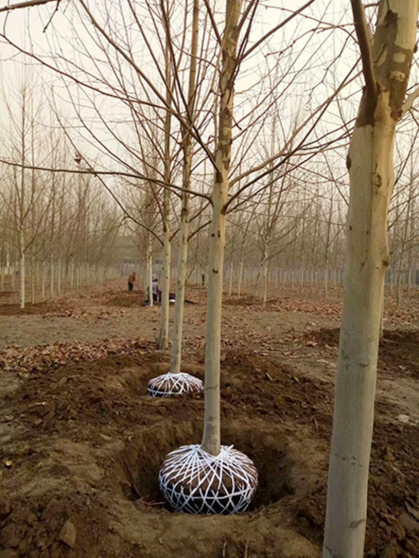 點(diǎn)擊查看詳細(xì)信息<br>標(biāo)題：法桐 閱讀次數(shù)：3223