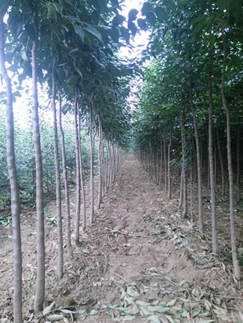 點(diǎn)擊查看詳細(xì)信息<br>標(biāo)題：大葉女貞 閱讀次數(shù)：3441