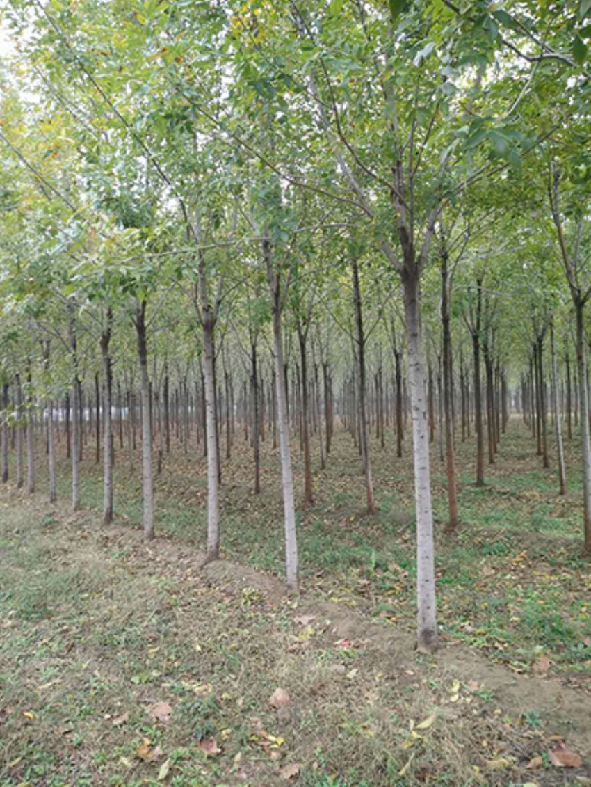 點(diǎn)擊查看詳細(xì)信息<br>標(biāo)題：白蠟 閱讀次數(shù)：3166