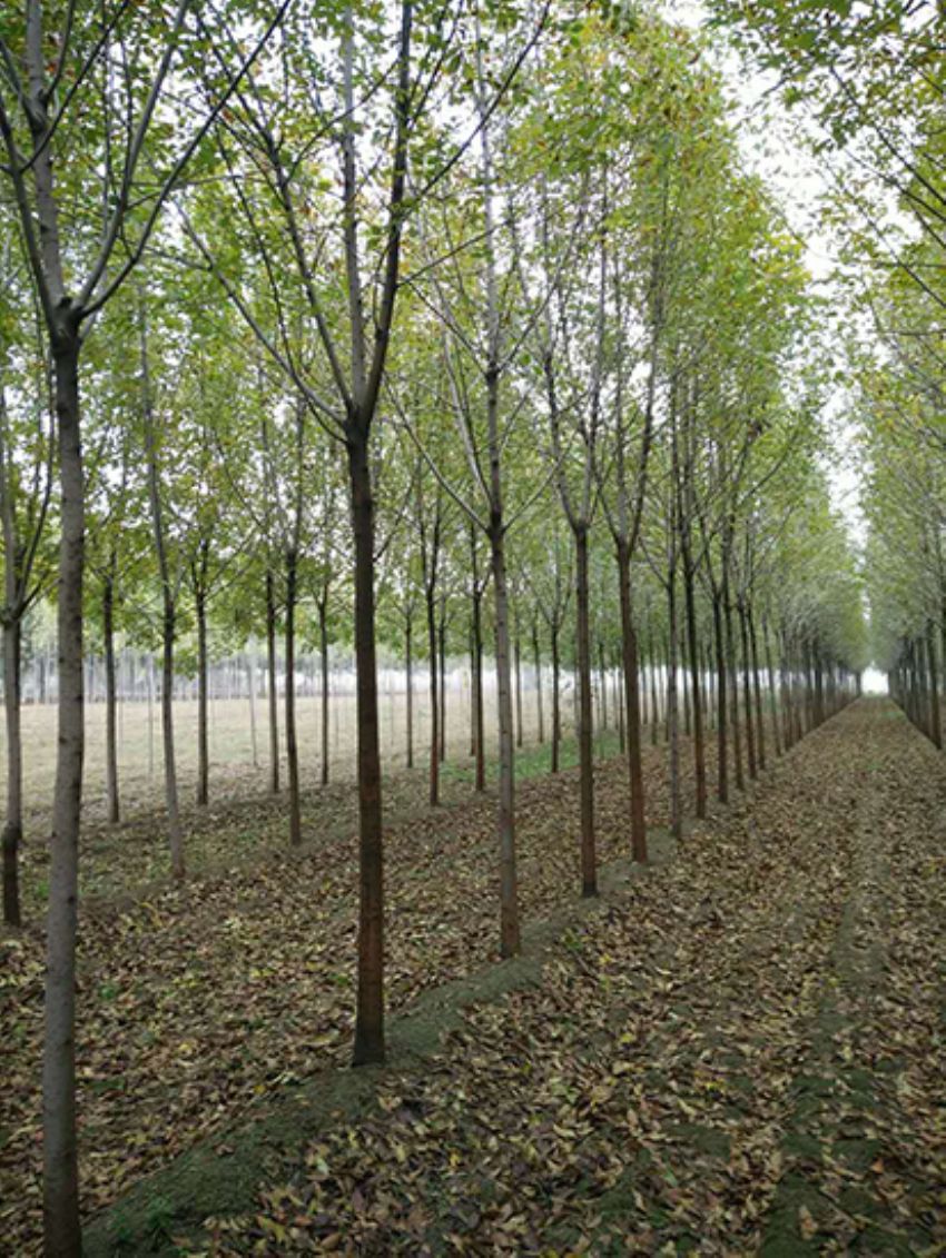 點(diǎn)擊查看詳細(xì)信息<br>標(biāo)題：白蠟 閱讀次數(shù)：3634