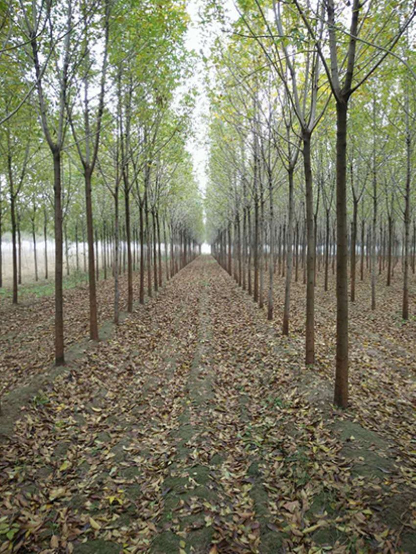 點(diǎn)擊查看詳細(xì)信息<br>標(biāo)題：白蠟 閱讀次數(shù)：3159