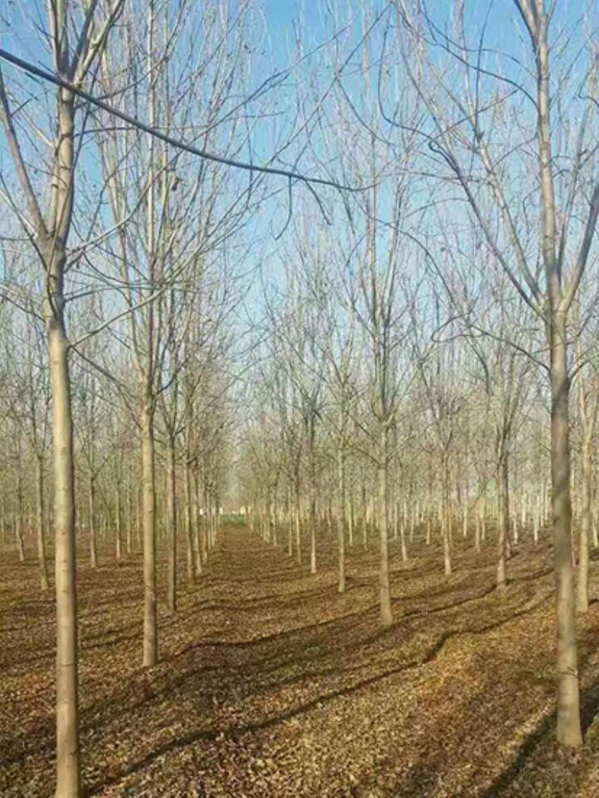 點(diǎn)擊查看詳細(xì)信息<br>標(biāo)題：白蠟 閱讀次數(shù)：3073