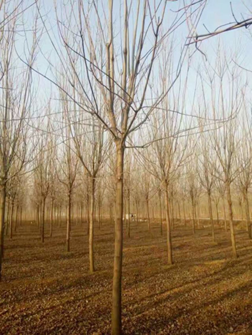 點(diǎn)擊查看詳細(xì)信息<br>標(biāo)題：白蠟 閱讀次數(shù)：3148