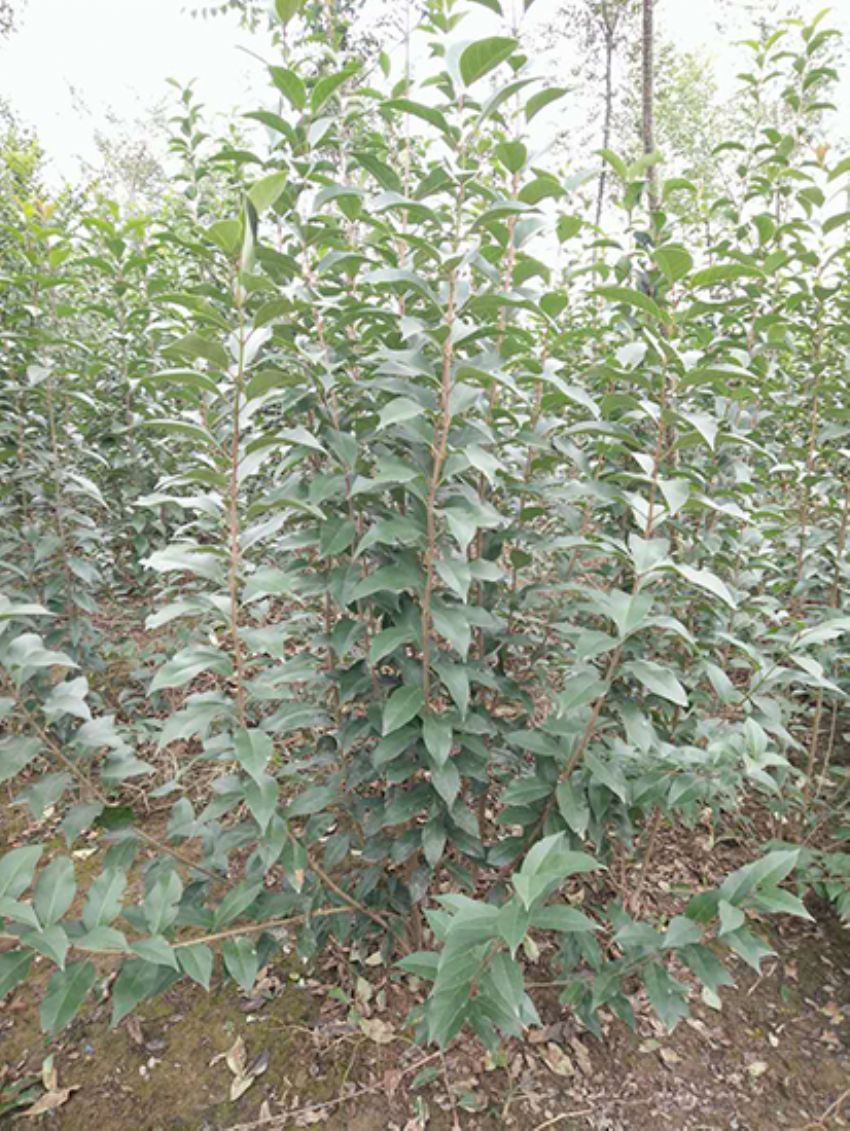 點(diǎn)擊查看詳細(xì)信息<br>標(biāo)題：叢生女貞 閱讀次數(shù)：3257