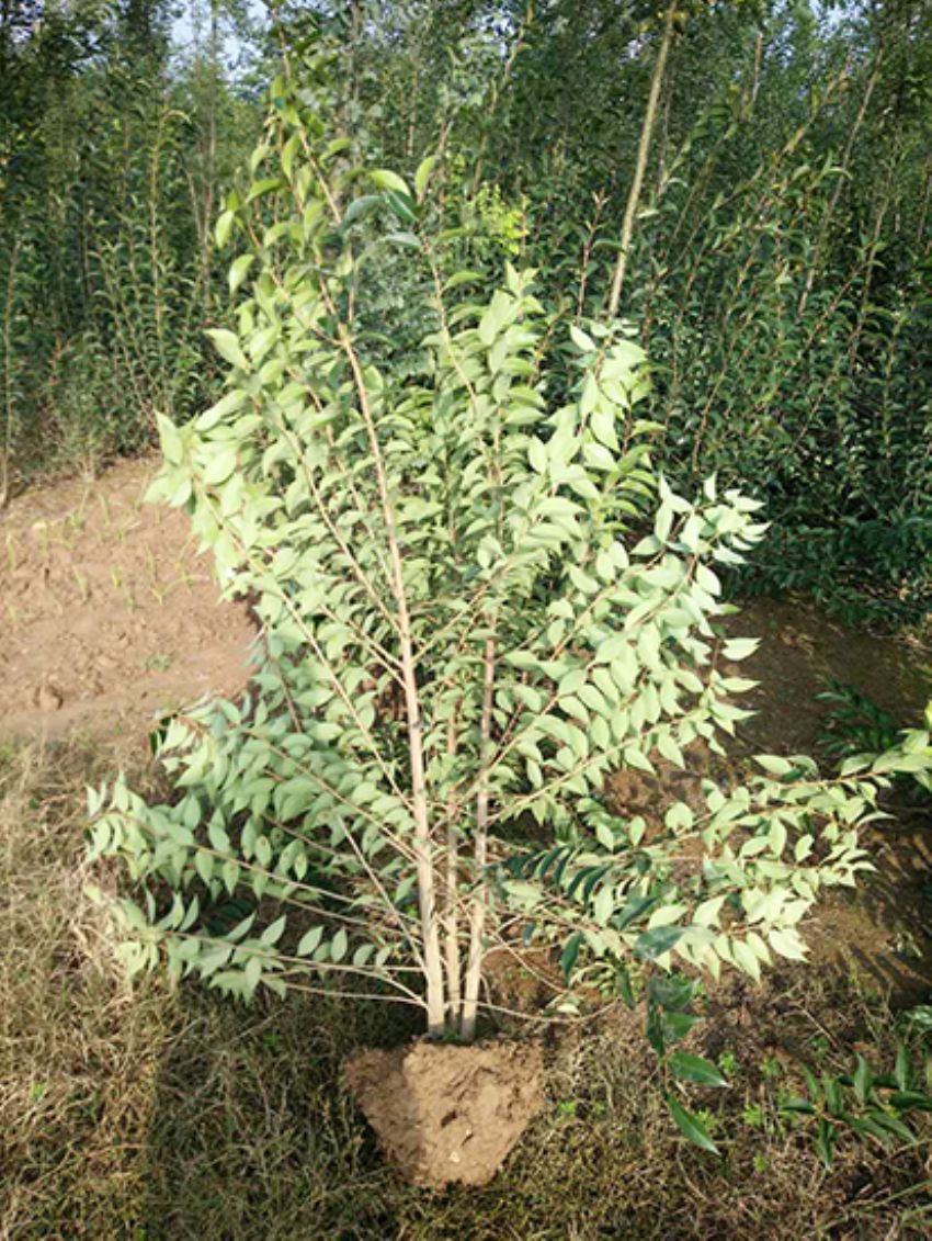 點(diǎn)擊查看詳細(xì)信息<br>標(biāo)題：叢生女貞 閱讀次數(shù)：3151