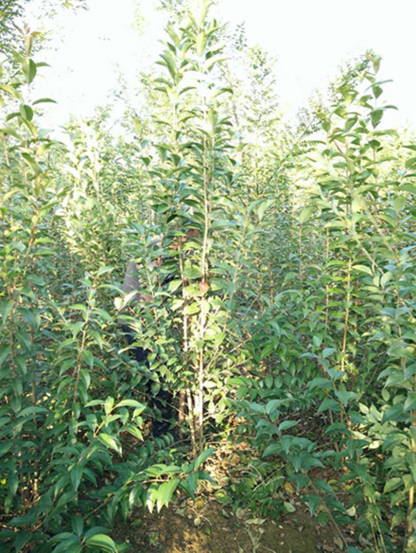 點(diǎn)擊查看詳細(xì)信息<br>標(biāo)題：叢生女貞 閱讀次數(shù)：3170