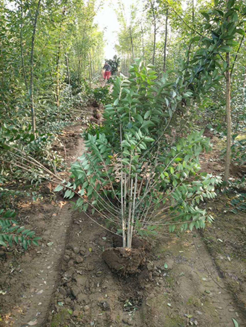 點(diǎn)擊查看詳細(xì)信息<br>標(biāo)題：叢生女貞 閱讀次數(shù)：3390