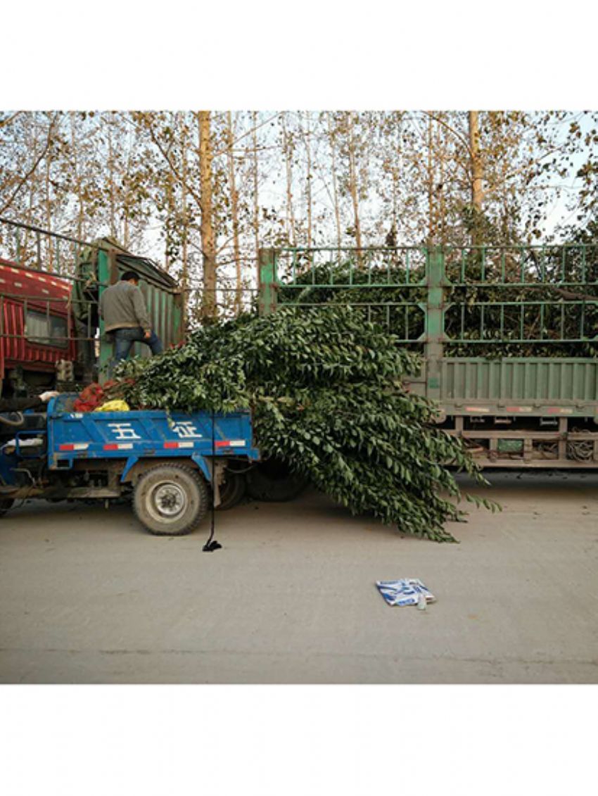 點(diǎn)擊查看詳細(xì)信息<br>標(biāo)題：叢生女貞 閱讀次數(shù)：3187