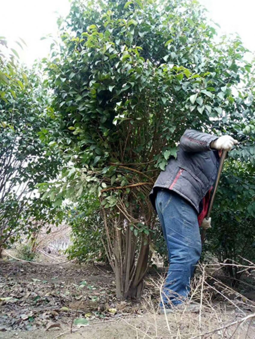 點(diǎn)擊查看詳細(xì)信息<br>標(biāo)題：叢生女貞 閱讀次數(shù)：3840