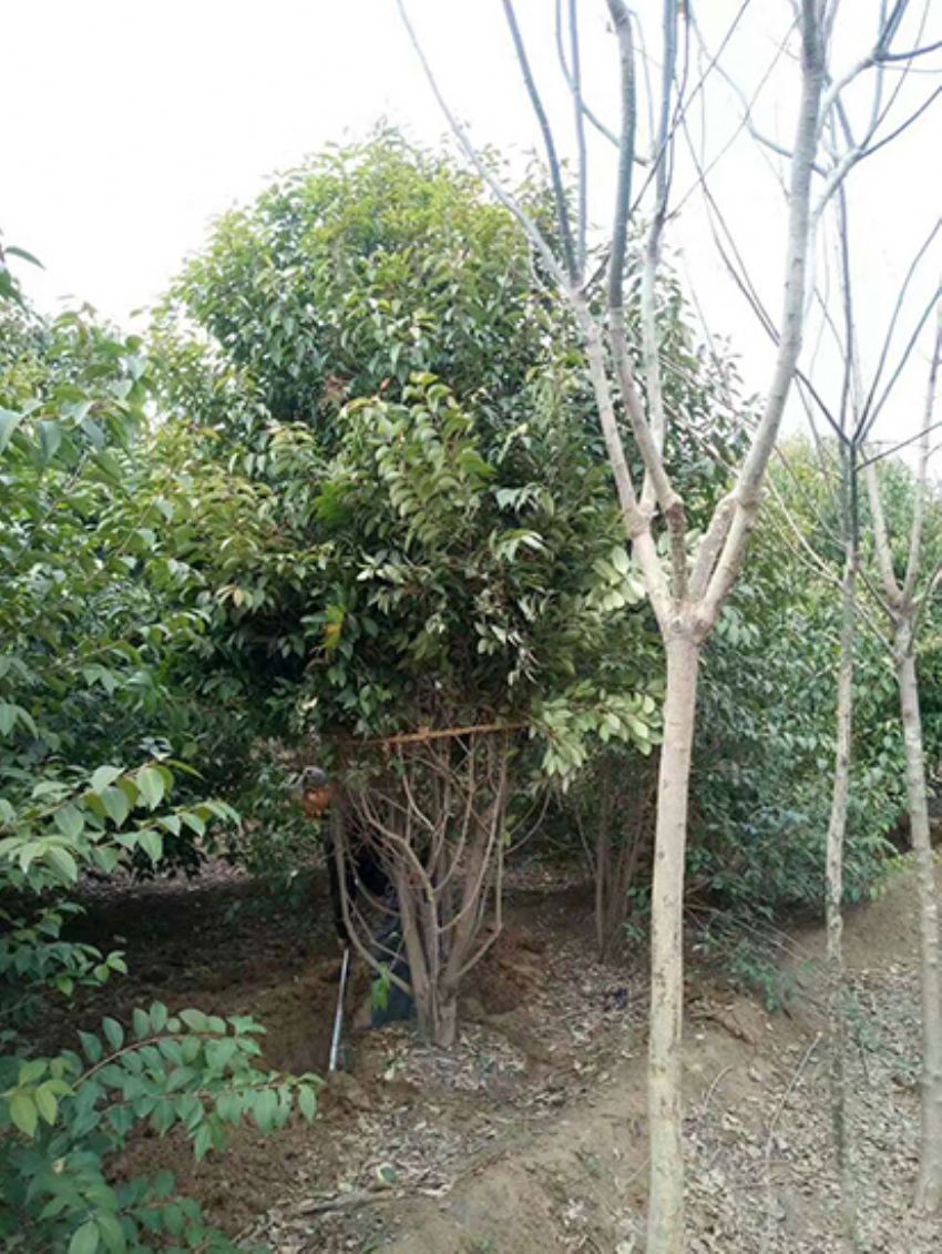 點(diǎn)擊查看詳細(xì)信息<br>標(biāo)題：叢生女貞 閱讀次數(shù)：3202