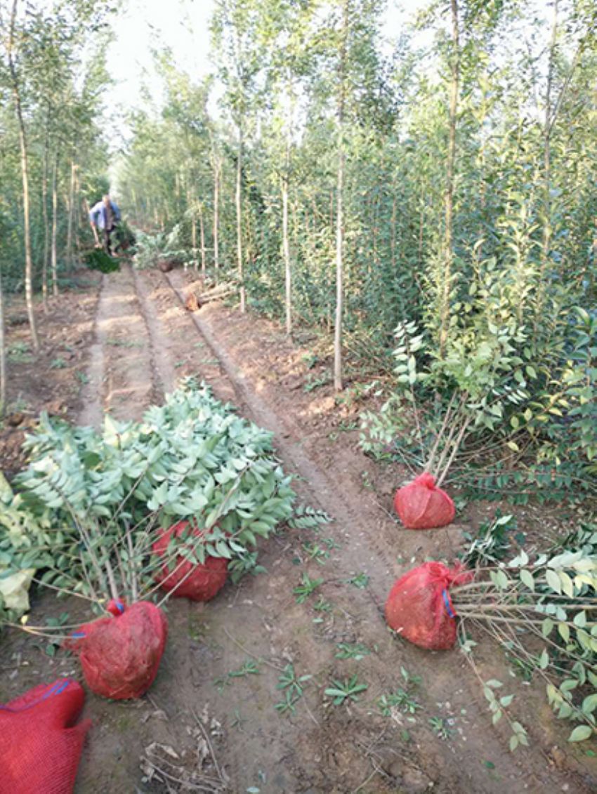 點(diǎn)擊查看詳細(xì)信息<br>標(biāo)題：叢生女貞 閱讀次數(shù)：3205